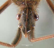 Image of Pine Seed Bug