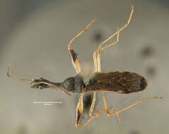 Image of Long-necked Seed Bugs