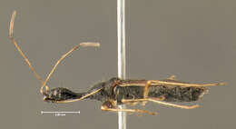 Image of Long-necked Seed Bugs