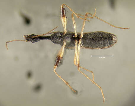 Image of Long-necked Seed Bugs