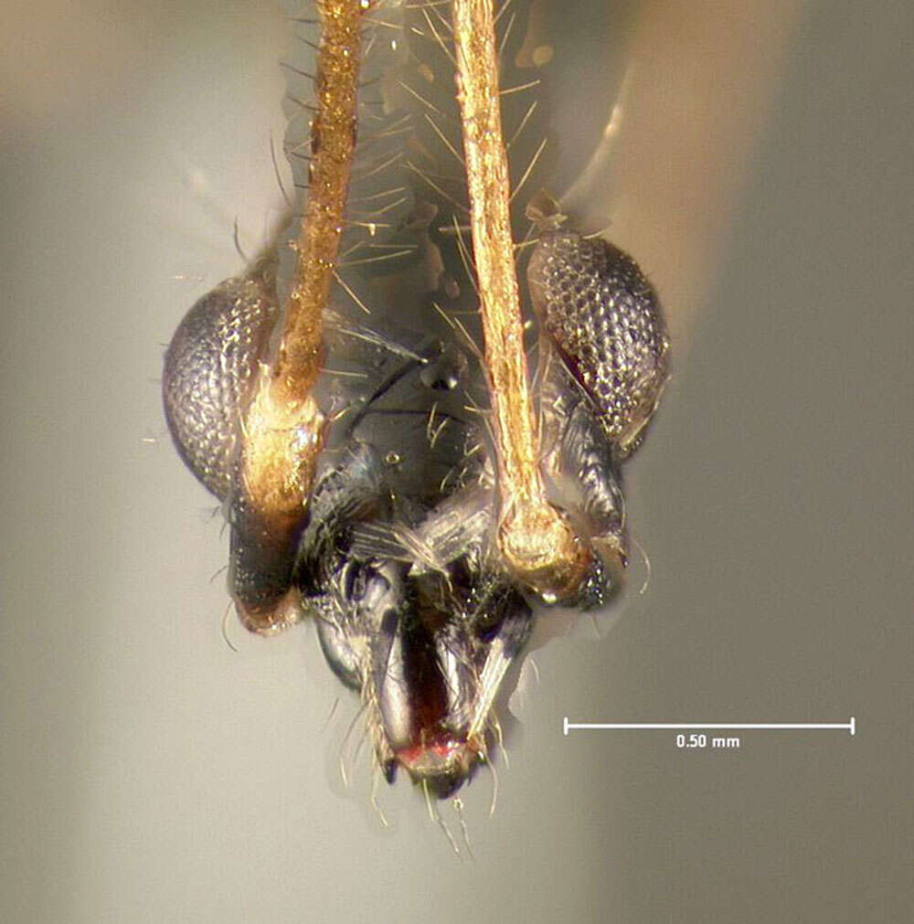 Image of Long-necked Seed Bugs