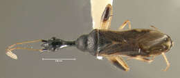 Image of Long-necked Seed Bugs