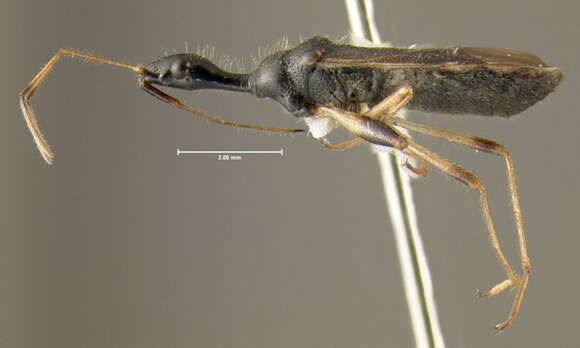 Image of Long-necked Seed Bugs