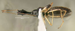 Image of Long-necked Seed Bugs