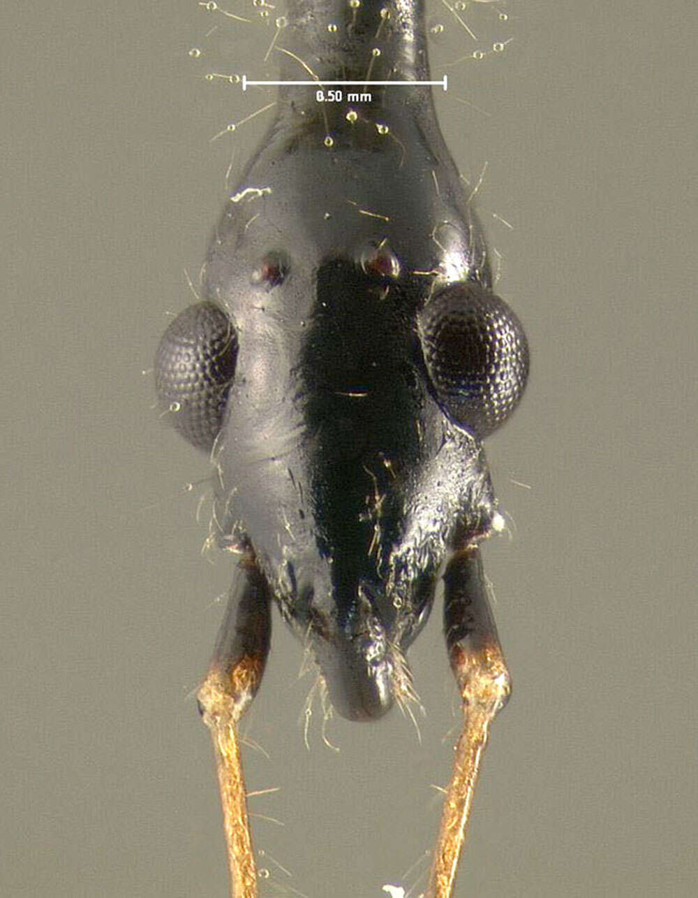 Image of Long-necked Seed Bugs