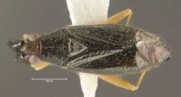 Image of Heterotoma merioptera (Scopoli 1763)