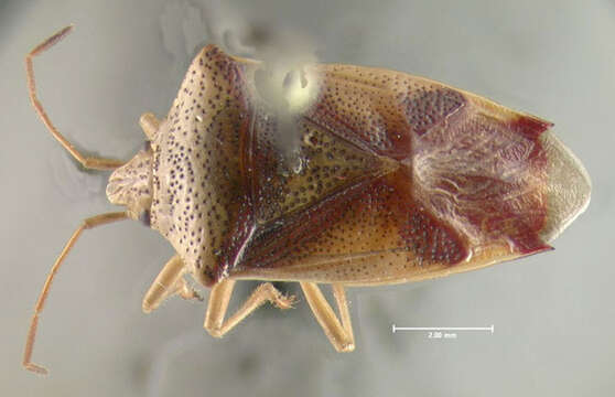 Image of Red-Cross Shield Bug