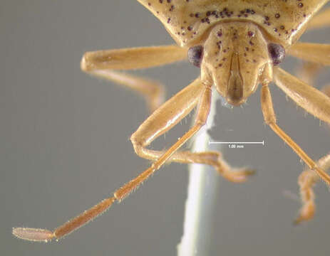 Image of Red-Cross Shield Bug