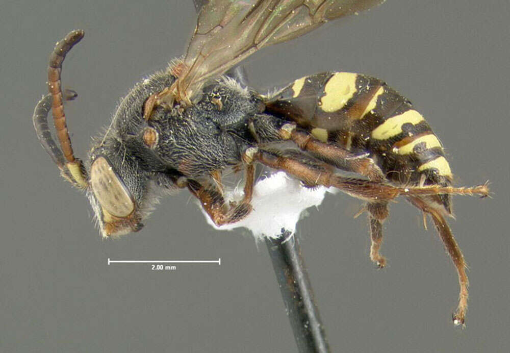 Image of Nomada vicina Cresson 1863