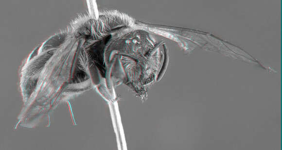 Image of Orange-legged furrow bee