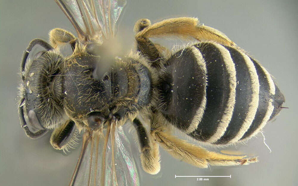 Image of Orange-legged furrow bee