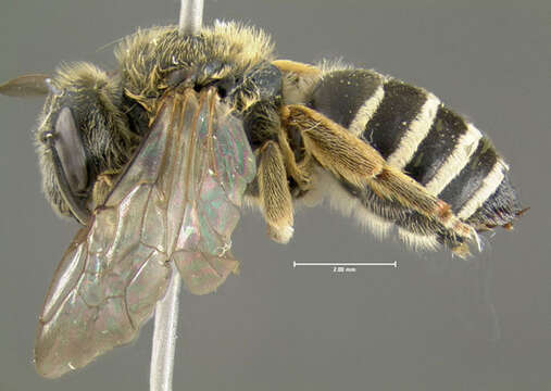 Image of Orange-legged furrow bee