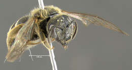 Image of Orange-legged furrow bee