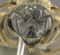 Image of Orange-legged furrow bee