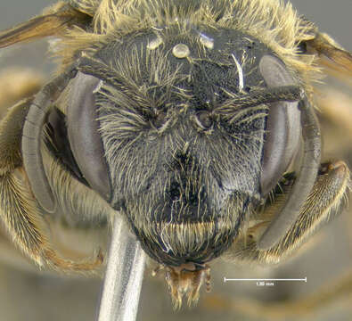 Image of Orange-legged furrow bee