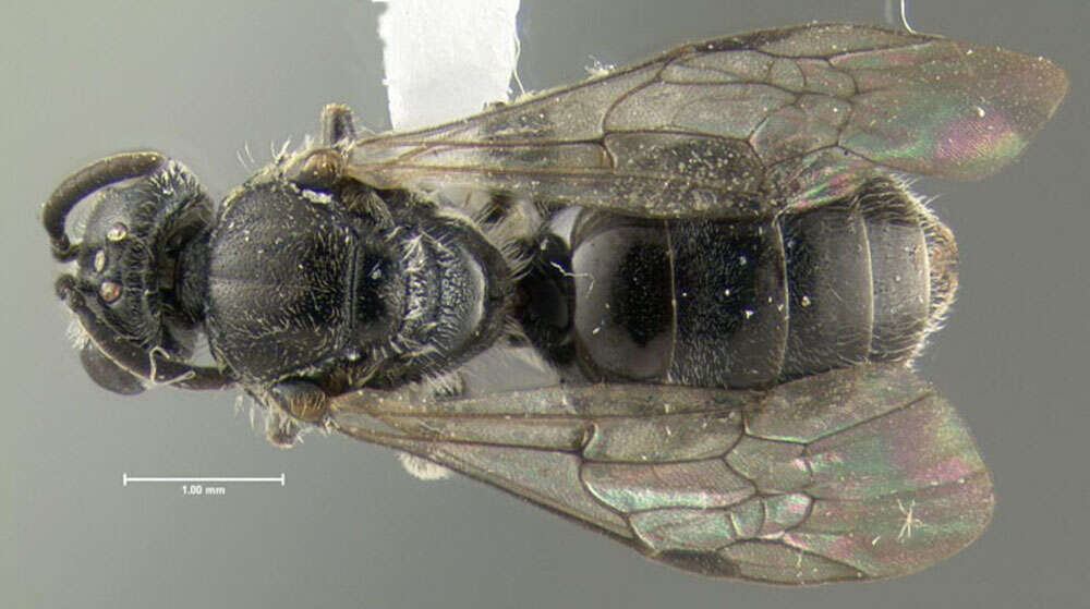 Plancia ëd Lasioglossum macoupinense (Robertson 1895)