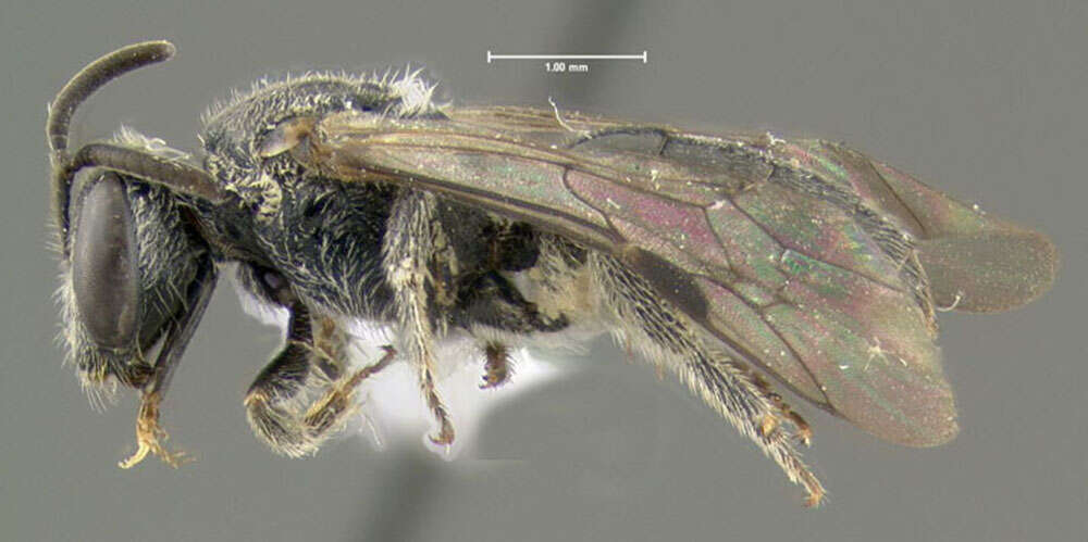 Lasioglossum macoupinense (Robertson 1895)的圖片