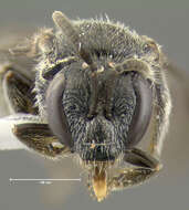 صورة Lasioglossum macoupinense (Robertson 1895)