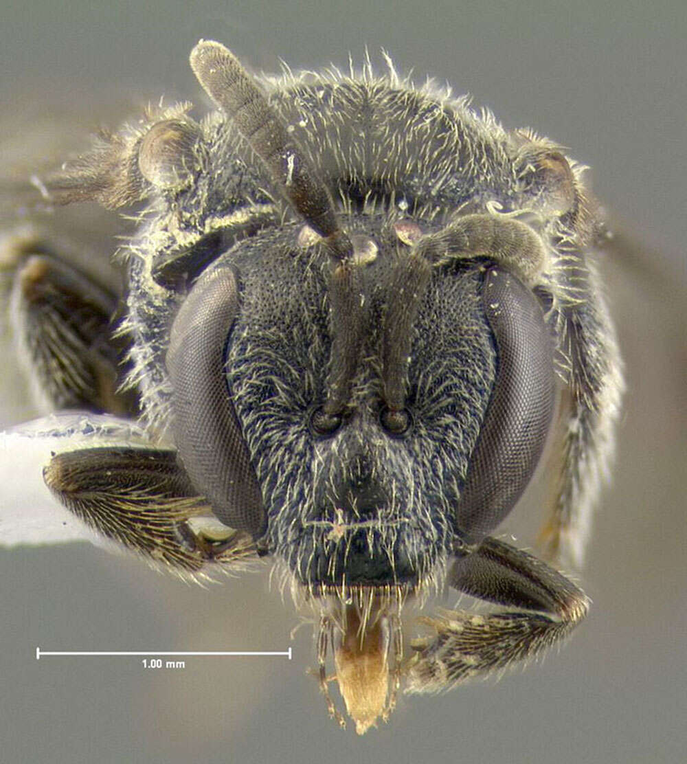 Plancia ëd Lasioglossum macoupinense (Robertson 1895)