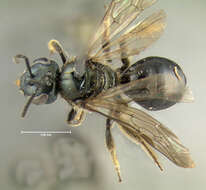 Image of Lasioglossum nigroviride (Graenicher 1911)