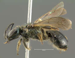 Lasioglossum nigroviride (Graenicher 1911)的圖片