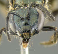 Lasioglossum nigroviride (Graenicher 1911)的圖片