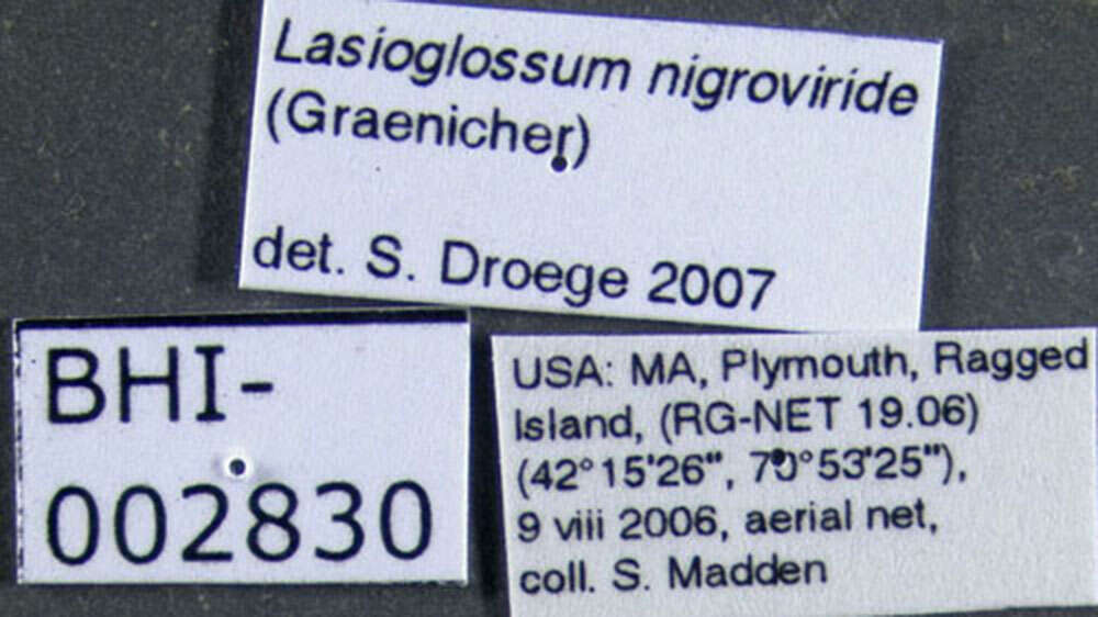 Image of Lasioglossum nigroviride (Graenicher 1911)