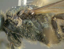 Lasioglossum nigroviride (Graenicher 1911)的圖片