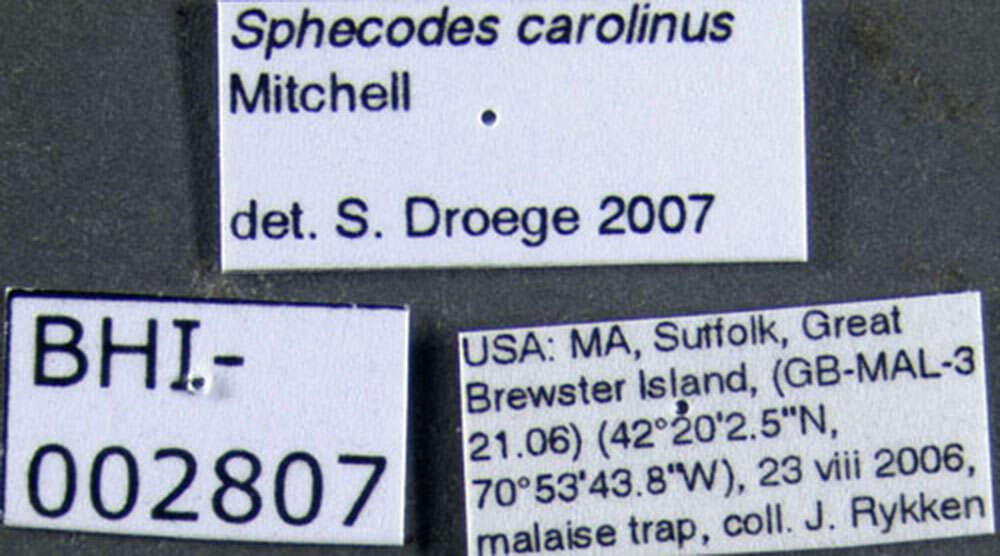 Image of Sphecodes coronus Mitchell 1956