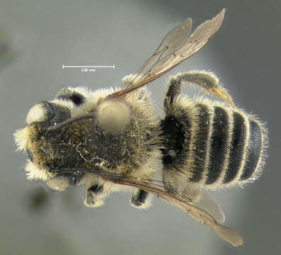 Image of Common Little Leaf-cutter Bee