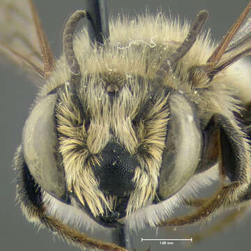 Image of Common Little Leaf-cutter Bee