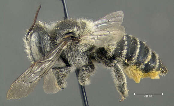 Image of Megachile leaf-cutter bee