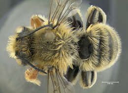 Image of Broad-handed Leaf-cutter Bee