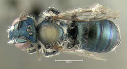 Image of Osmia atriventris Cresson 1864