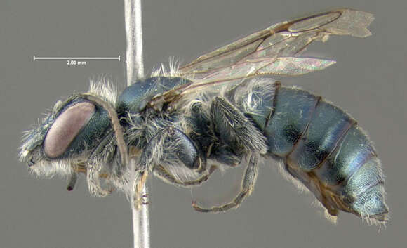 Image of Osmia atriventris Cresson 1864