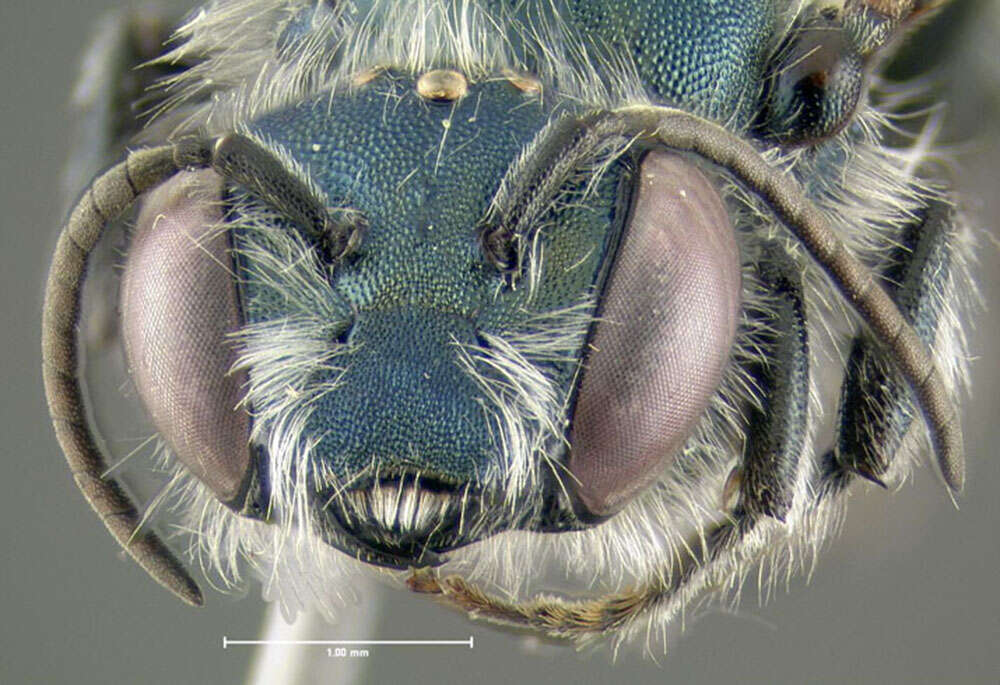 Image of Osmia atriventris Cresson 1864