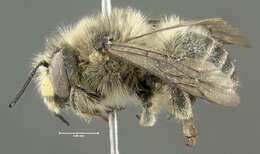 Image of Anthophora terminalis Cresson 1869