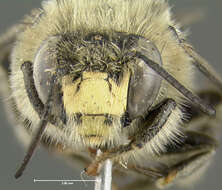 Image of Anthophora terminalis Cresson 1869