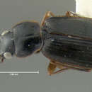 Image of Badister (Trimorphus) transversus Casey 1920