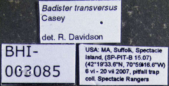 Imagem de Badister (Trimorphus) transversus Casey 1920