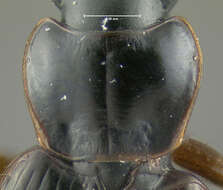 Image of Badister (Trimorphus) transversus Casey 1920