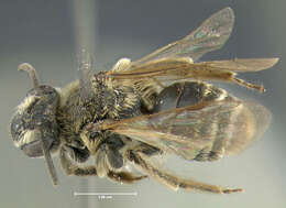 Imagem de Andrena nasonii Robertson 1895