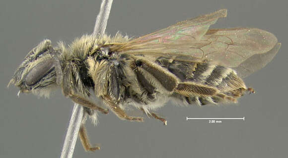 Imagem de Andrena nasonii Robertson 1895