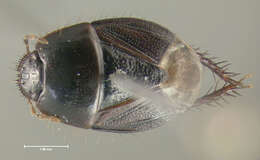 Image of Microporus obliquus Uhler 1872