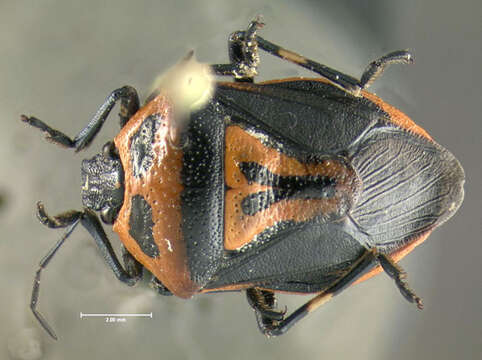 Image of Two-spotted Stink Bug