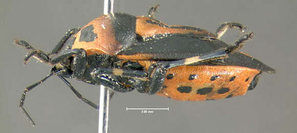 Image of Two-spotted Stink Bug