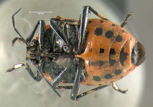 Image of Two-spotted Stink Bug