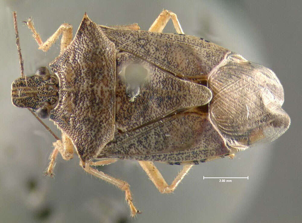 Image of Spined Soldier Bug