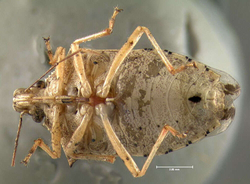 Image of Spined Soldier Bug