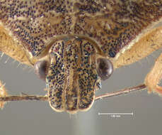 Image of Spined Soldier Bug